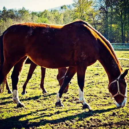 Karkonoskie Siodlo Çiftlik konaklama Kostrzyca