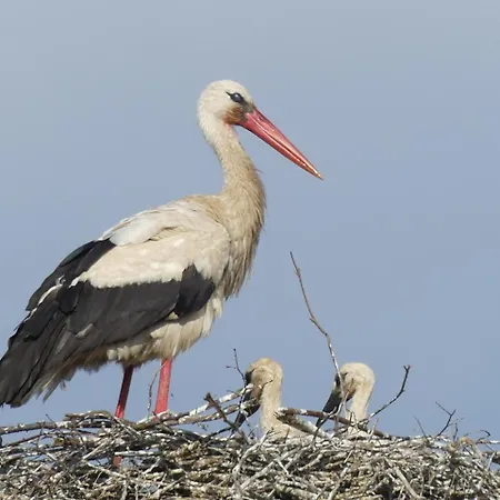 Karkonoskie Siodlo * Kostrzyca